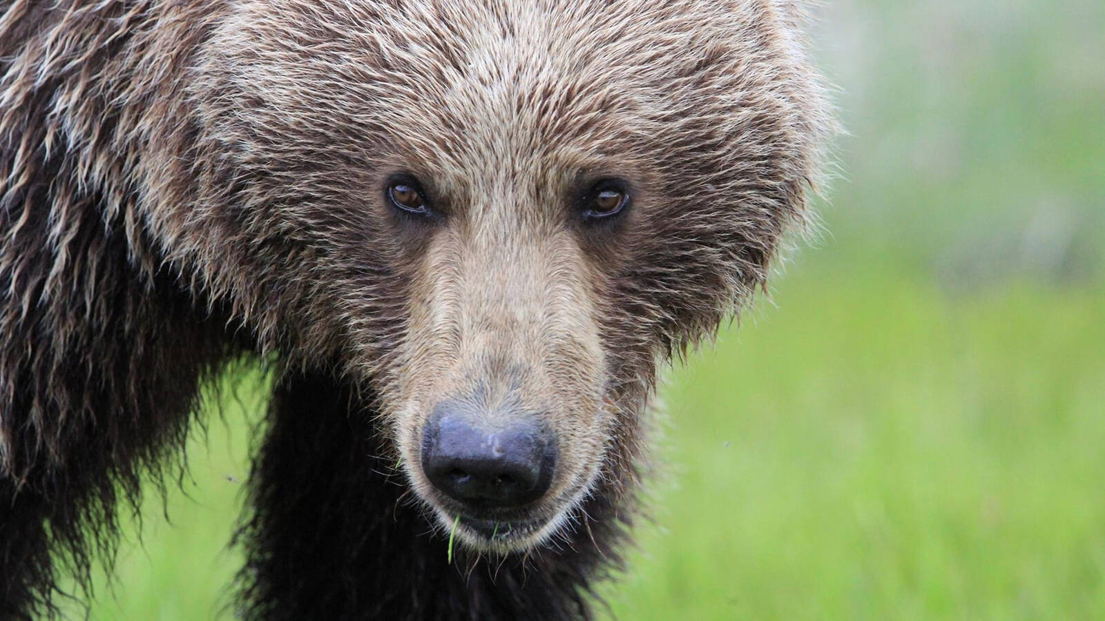 <p>A brown bear at Lake Clark National Park and Preserve. </p>