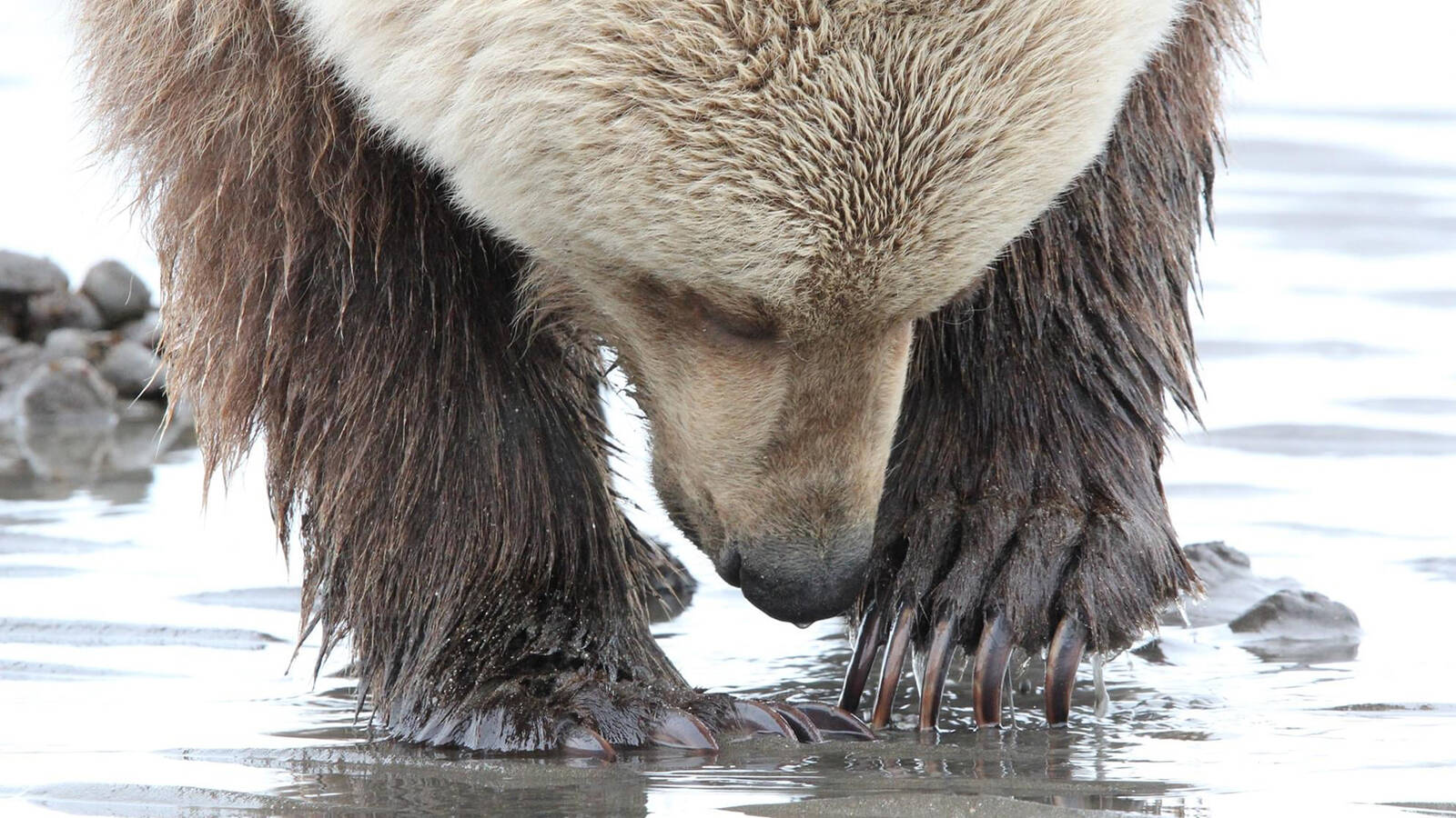 <p>A brown bear digging clams at Lake Clark National Park and Preserve. </p>