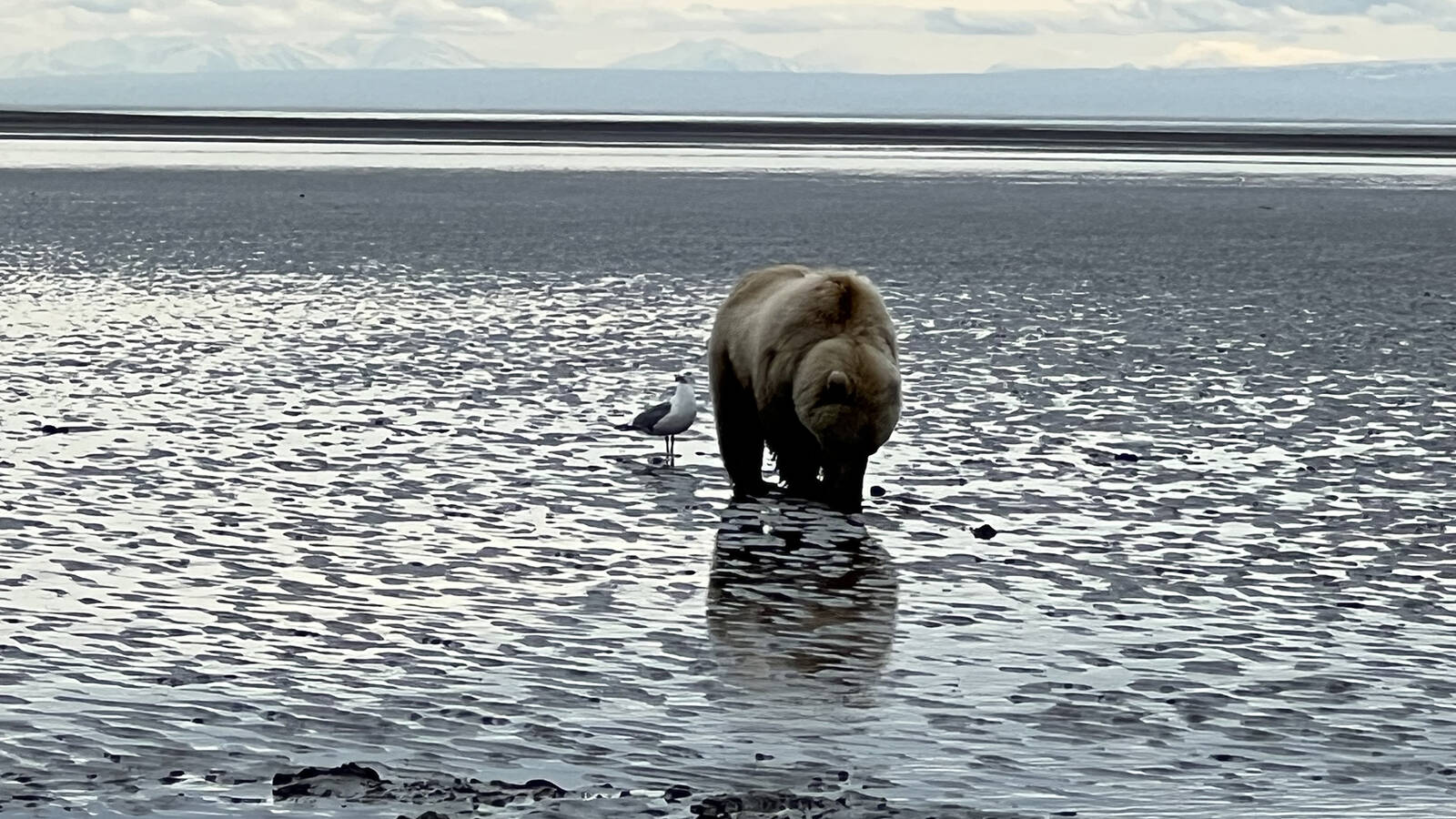 <p>A brown bear digs up clams at Lake Clark National Park and Preserve, as a seagull keeps him company.  </p>