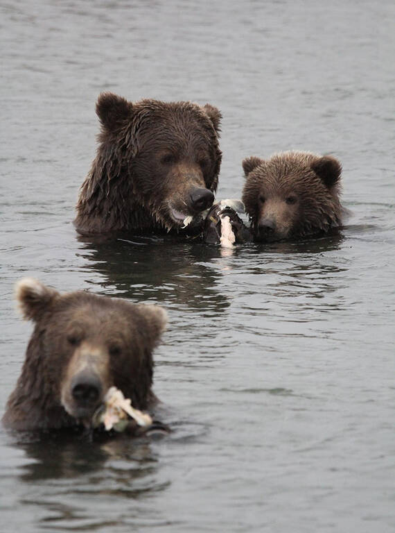 <p>Brown bears feast on salmon at Katmai National Park and Preserve. </p>