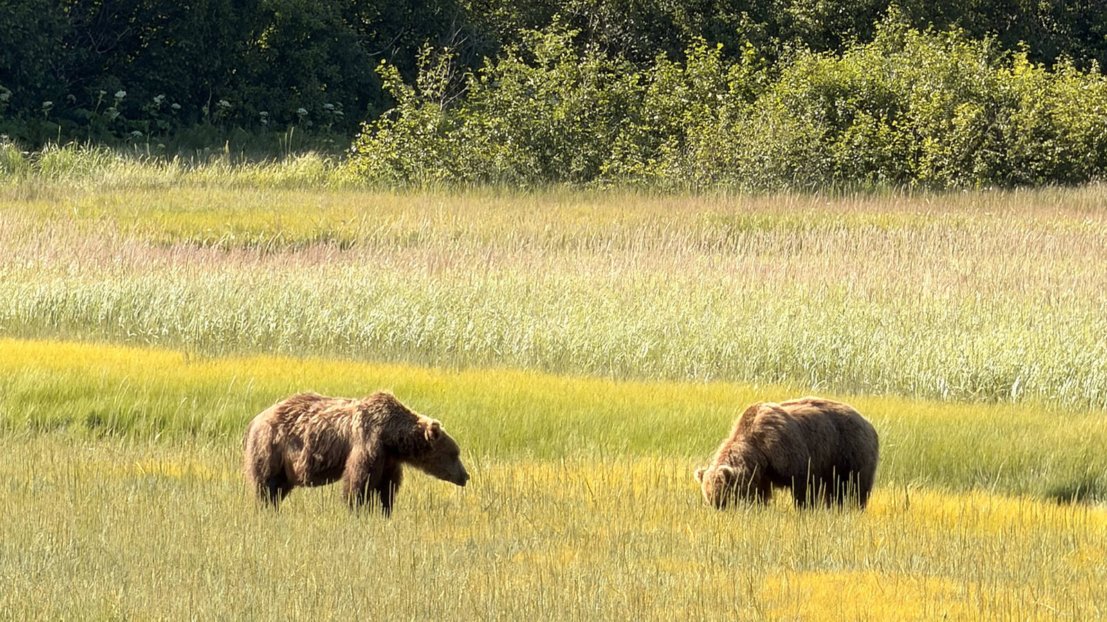 <p>Two brown bears in a field at Lake Clark National Park and Preserve. </p>