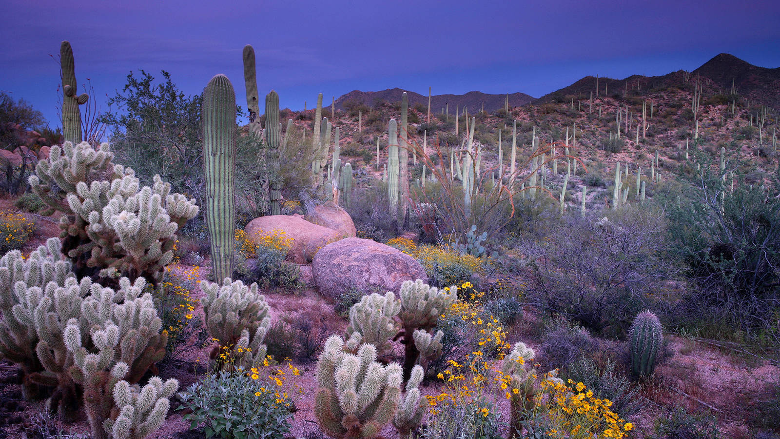 Saguaro National Park East