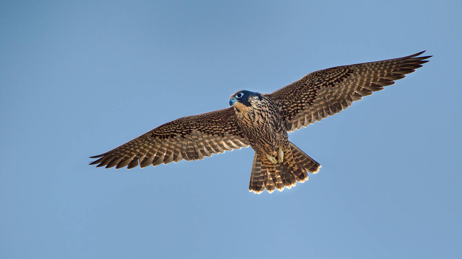 A High Flying Recovery National Parks Conservation