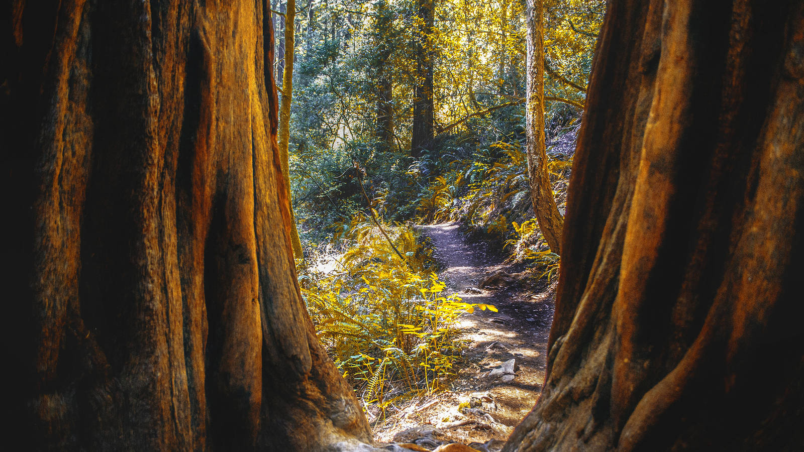 Muir Woods . National Parks Conservation Association1600 x 900