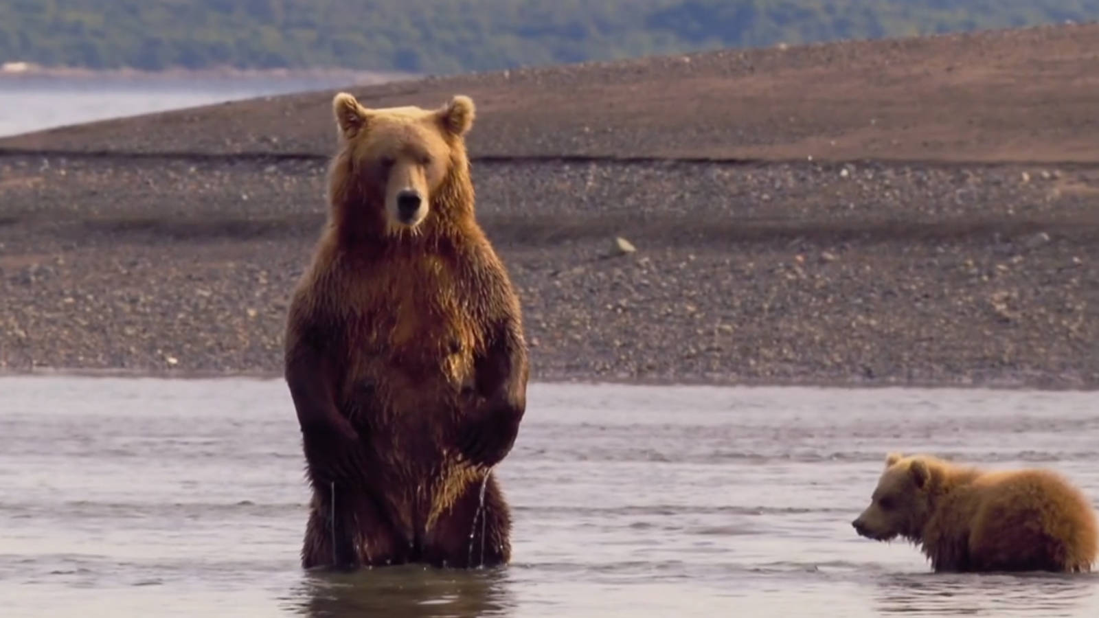 Bart the Bear - Grizzly bear conservation and protection