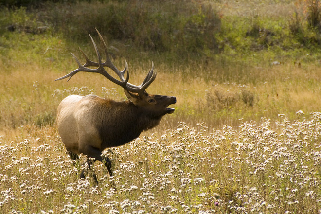 An elk bugling in Rocky Mountain National Park, Colorado. 