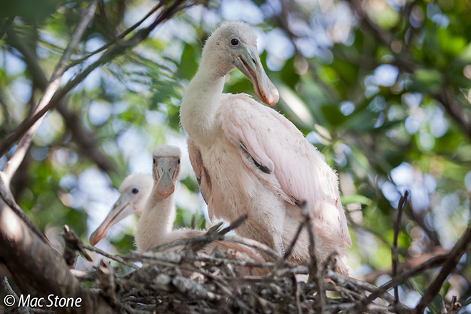 Twenty-day-old roseate spoonbill chicks in the Florida Bay area of Everglades National Park.