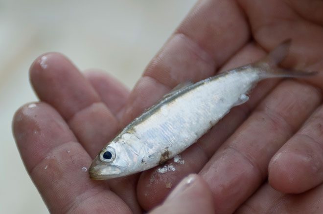 Dam removal benefits migratory fish in the Chesapeake such as American Shad, pictured above.