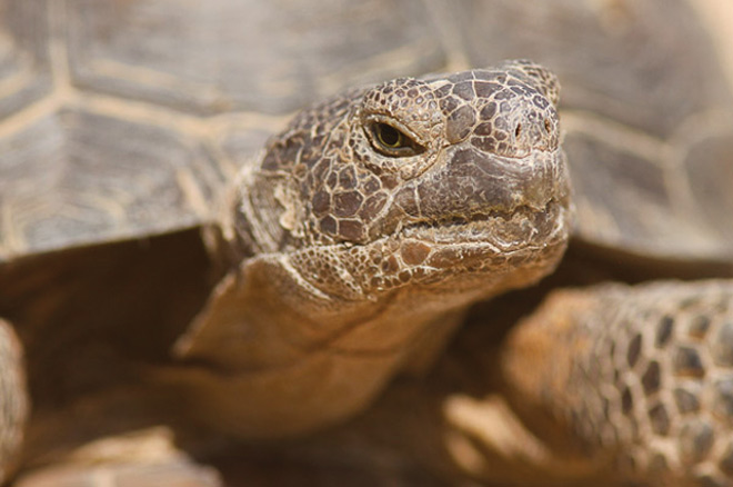 The endangered desert tortoise. 
